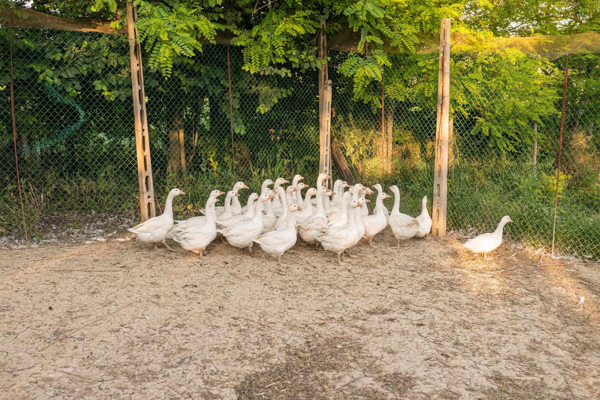 Agri Divin Amore San Costanzo Dış mekan fotoğraf