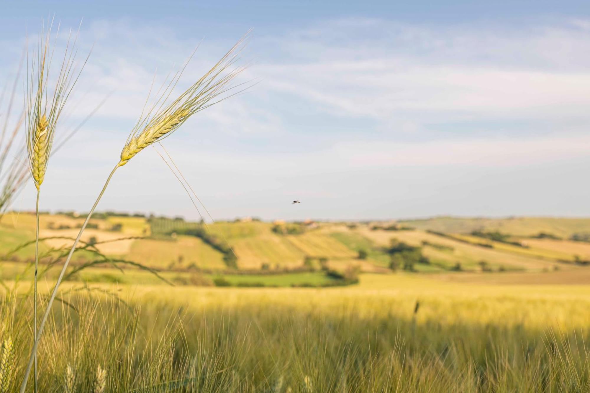 Agri Divin Amore San Costanzo Dış mekan fotoğraf